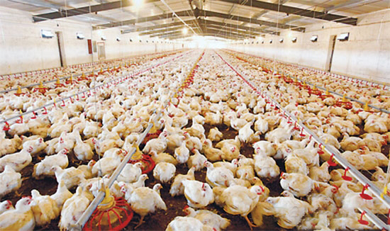 新形势下肉鸡养殖户的生产管理措施