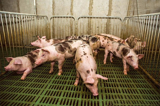 国外养猪增重的八种新技巧
