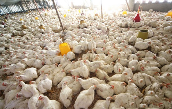 肉鸡饲养中期的免疫接种