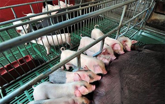 养猪人必须知道的九大养猪补贴