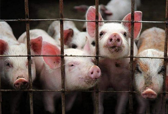 猪场清退，2017年养猪户该如何应对？