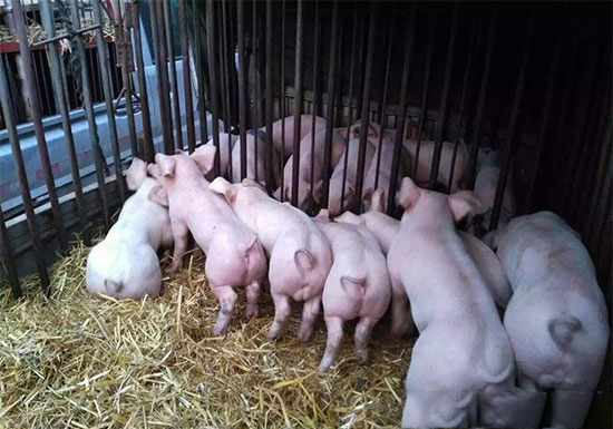 八九百元的仔猪已不罕见，为何仔猪和生猪价格背离？