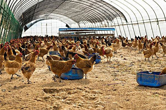“公司+农户”饲养模式下肉鸡防疫重点注意啥