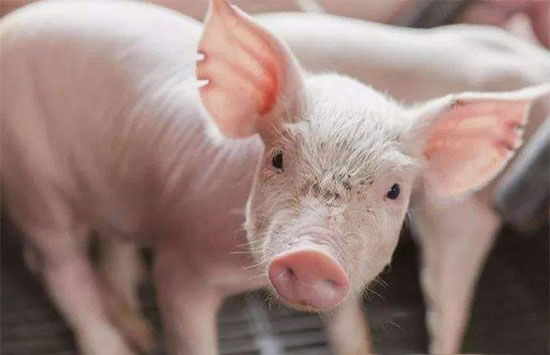 国家将全面助力生猪养殖 养猪户们的好日子来了！