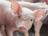国家将全面助力生猪养殖 养猪户们的好日子来了！