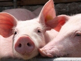 农业部再禁3种兽药用于食品动物