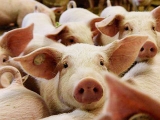 专家：非洲猪瘟非人畜共患病 正规渠道猪肉可放心食用