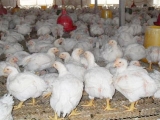秋季肉鸡呼吸道疾病的病因以及防治