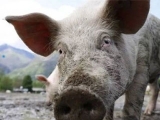 六起非洲猪瘟防控违法违纪典型案例被通报