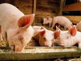 养猪业的转型只能是商机而不是灾难