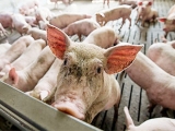 10省市公布前三季度生猪出栏量/猪肉产量 同比多增长