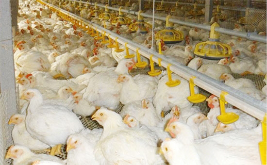 冬季肉鸡养殖场管理技巧