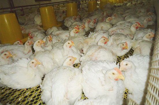 肉鸡养殖管理最容易疏漏的环节