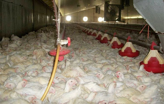 规模鸡场环境净化存在的不足和改建措施
